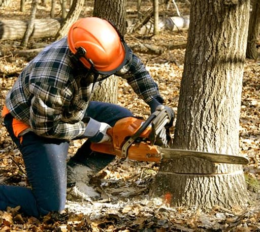 Tree Removal in Pine Knot, KY